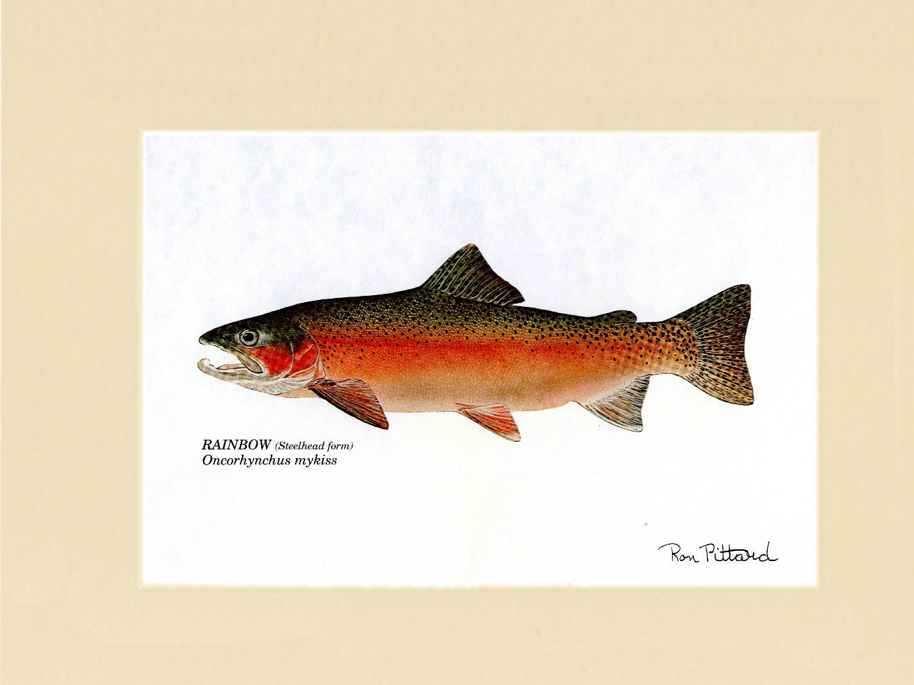 Rainbow Trout (Steelhead) Wall Art Print – Charting Nature