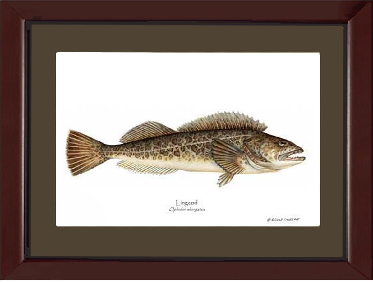 Lingcod Ophidon elongatus | Wall Art Fish Print