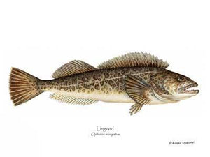 Fish Print: Lingcod Ophidon elongatus