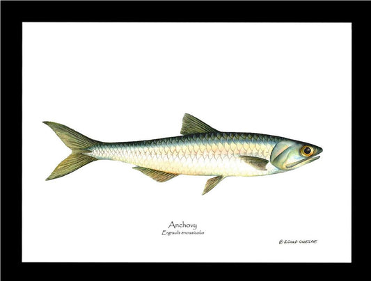 Pacific Sardine Sardinops sagax | Wall Art Fish Print