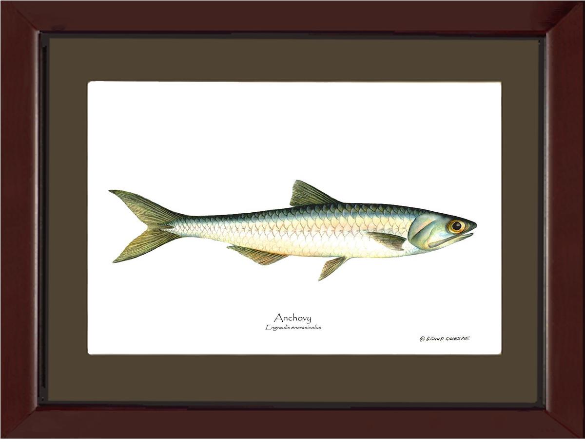 Pacific Sardine Sardinops sagax | Wall Art Fish Print