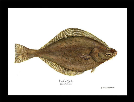 Pacific Sole Eopsetta jordani | Wall Art Fish Print