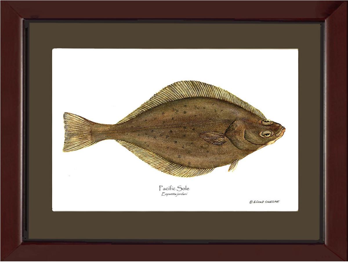 Pacific Sole Eopsetta jordani | Wall Art Fish Print