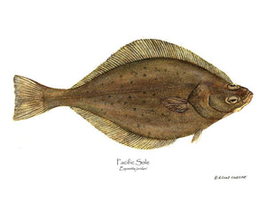 Fish Print: Pacific Sole Eopsetta jordani