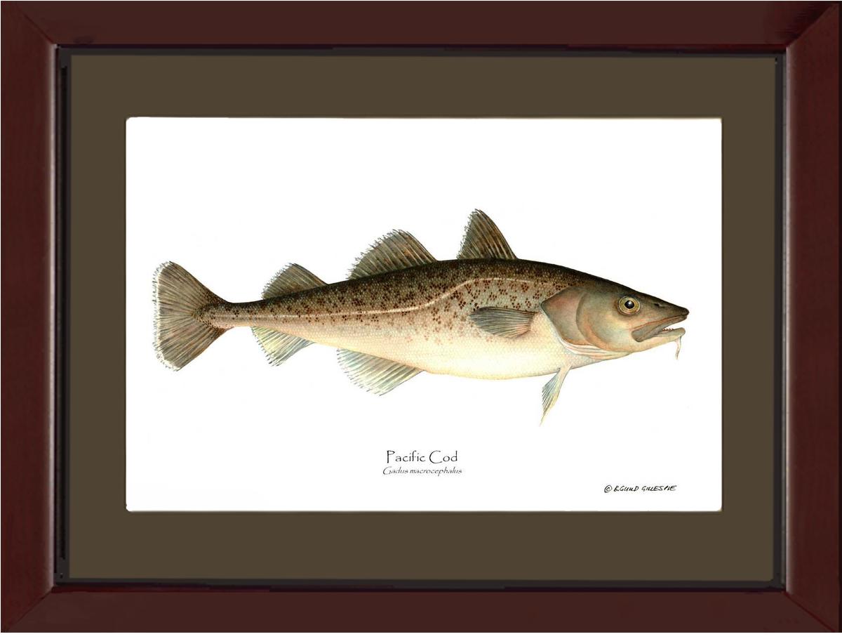 Pacific Cod Gadus macrocephalus | Wall Art Fish Print