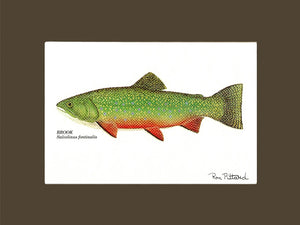 Brook Trout - Charting Nature