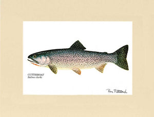 Cutthroat Trout - Ron Pittard
