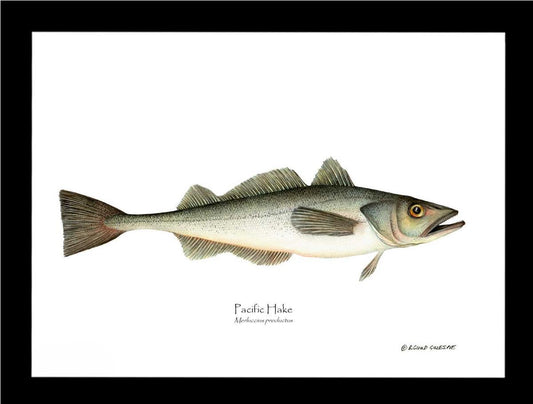 Pacific Hake Merluccius productus | Wall Art Fish Print