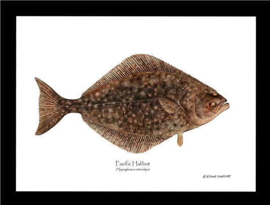 Pacific Halibut Hippoglossus stenolepis | Wall Art Fish Print