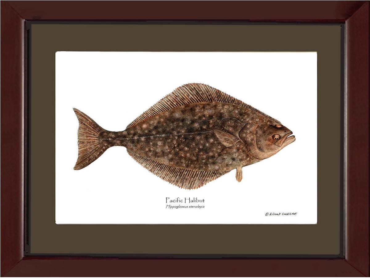 Pacific Halibut Hippoglossus stenolepis | Wall Art Fish Print