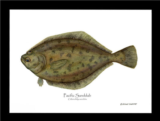 Pacific Sanddab Sebastes ruberrimus | Wall Art Fish Print