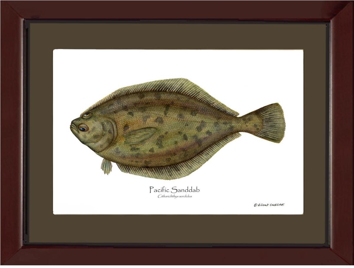 Pacific Sanddab Sebastes ruberrimus | Wall Art Fish Print