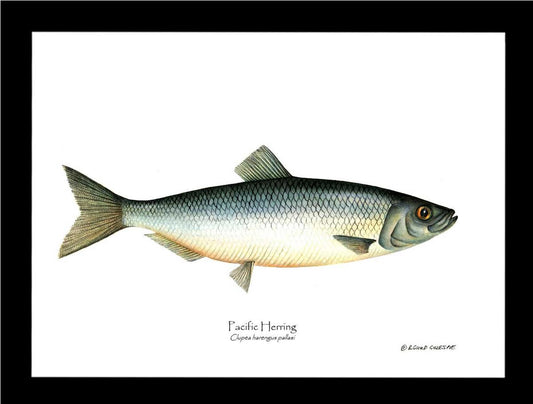 Pacific Herring Clupea harengus pallasi | Wall Art Fish Print
