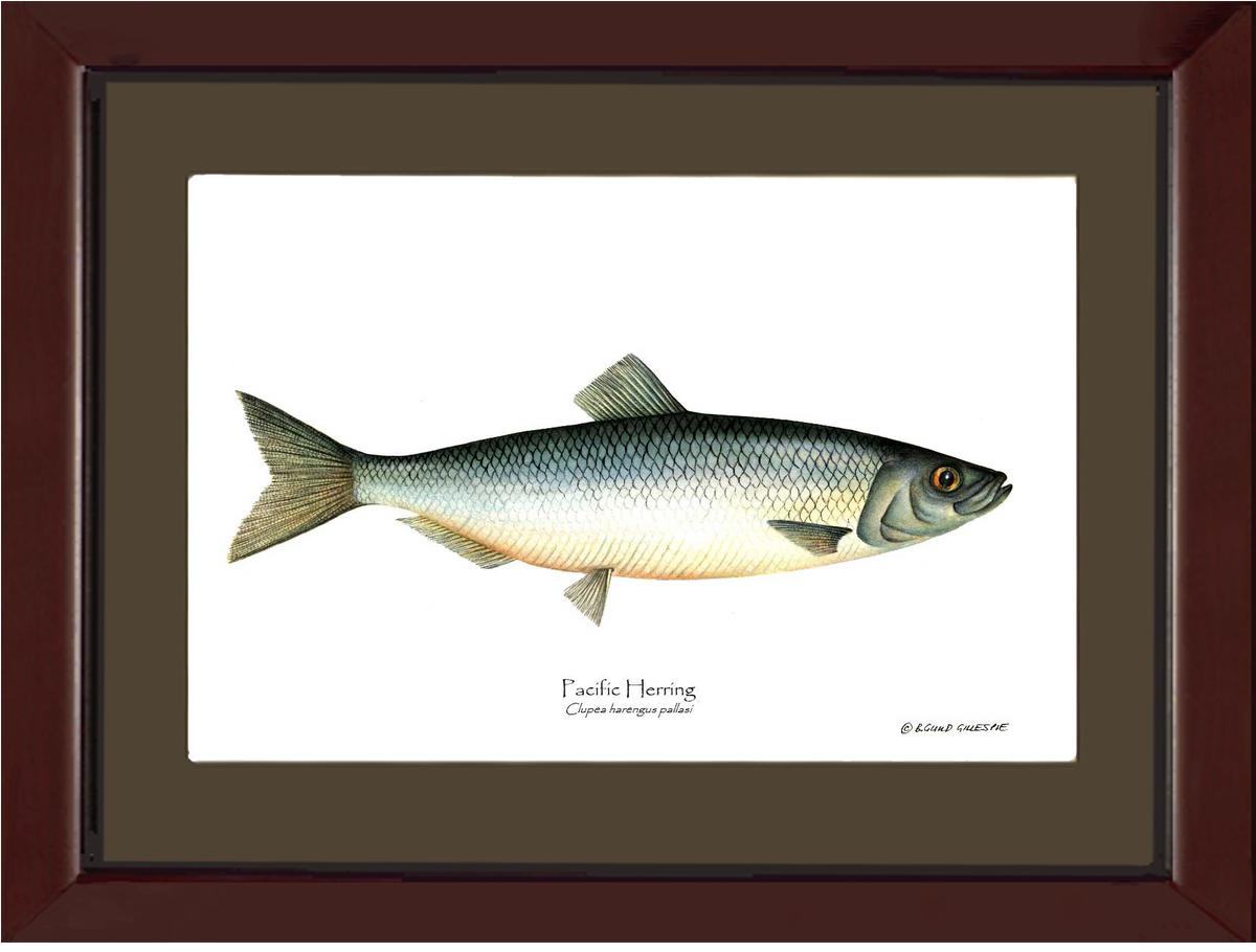 Pacific Herring Clupea harengus pallasi | Wall Art Fish Print