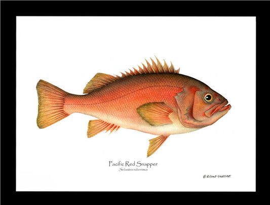 Pacific Red Snapper Sebastes ruberrimus | Wall Art Fish Print