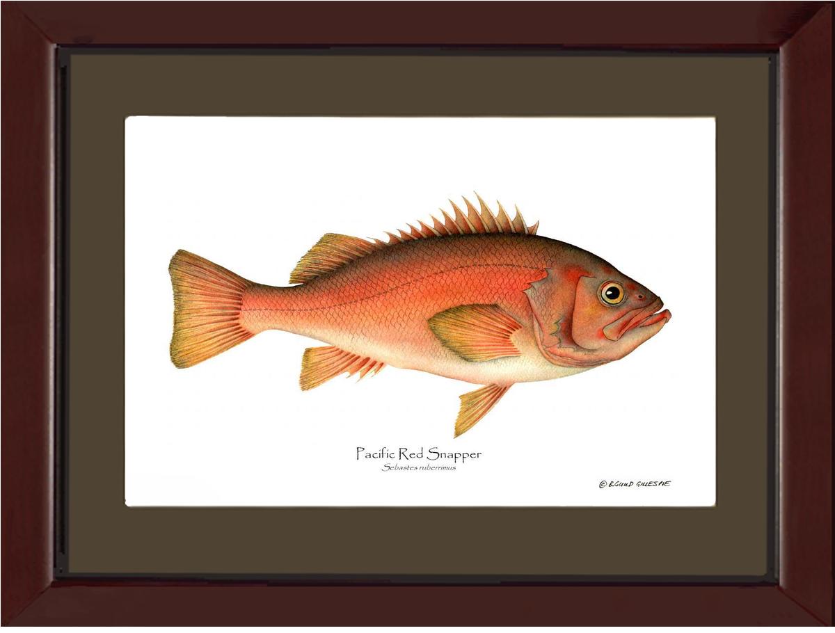 Pacific Red Snapper Sebastes ruberrimus | Wall Art Fish Print