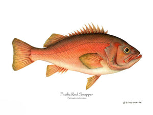 Fish Print: Pacific Red Snapper Sebastes ruberrimus