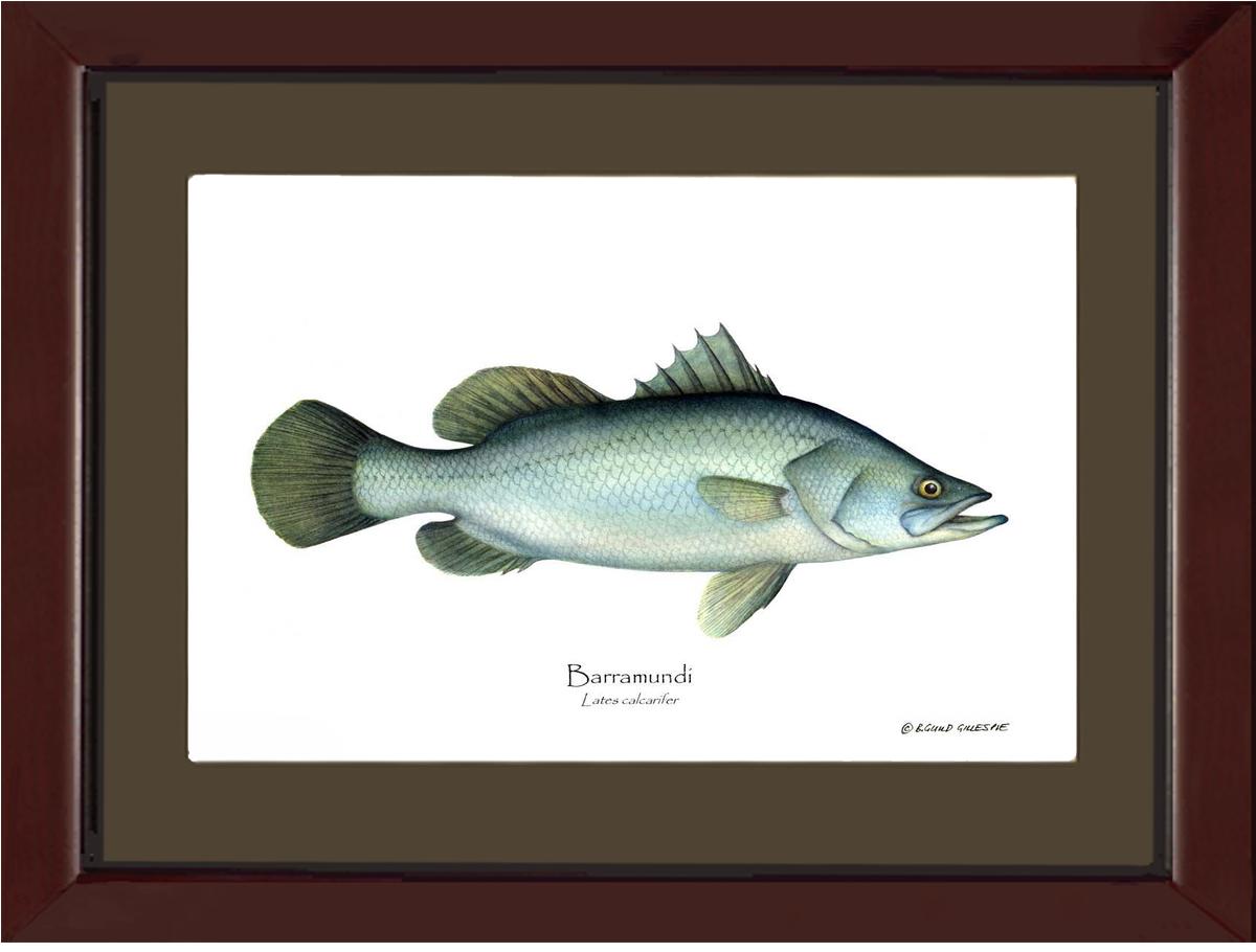 Barramudi Lates calcar | Wall Art Fish Print