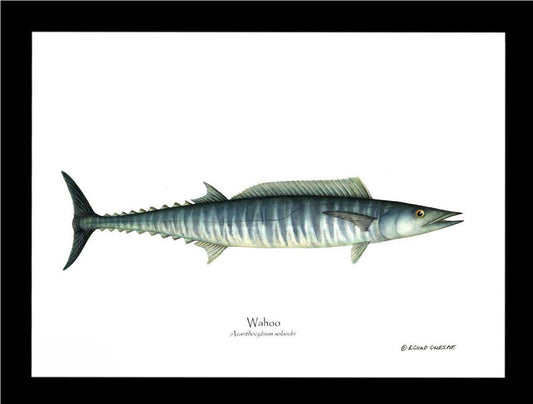 Wahoo Acanthocybium solandri | Wall Art Fish Print