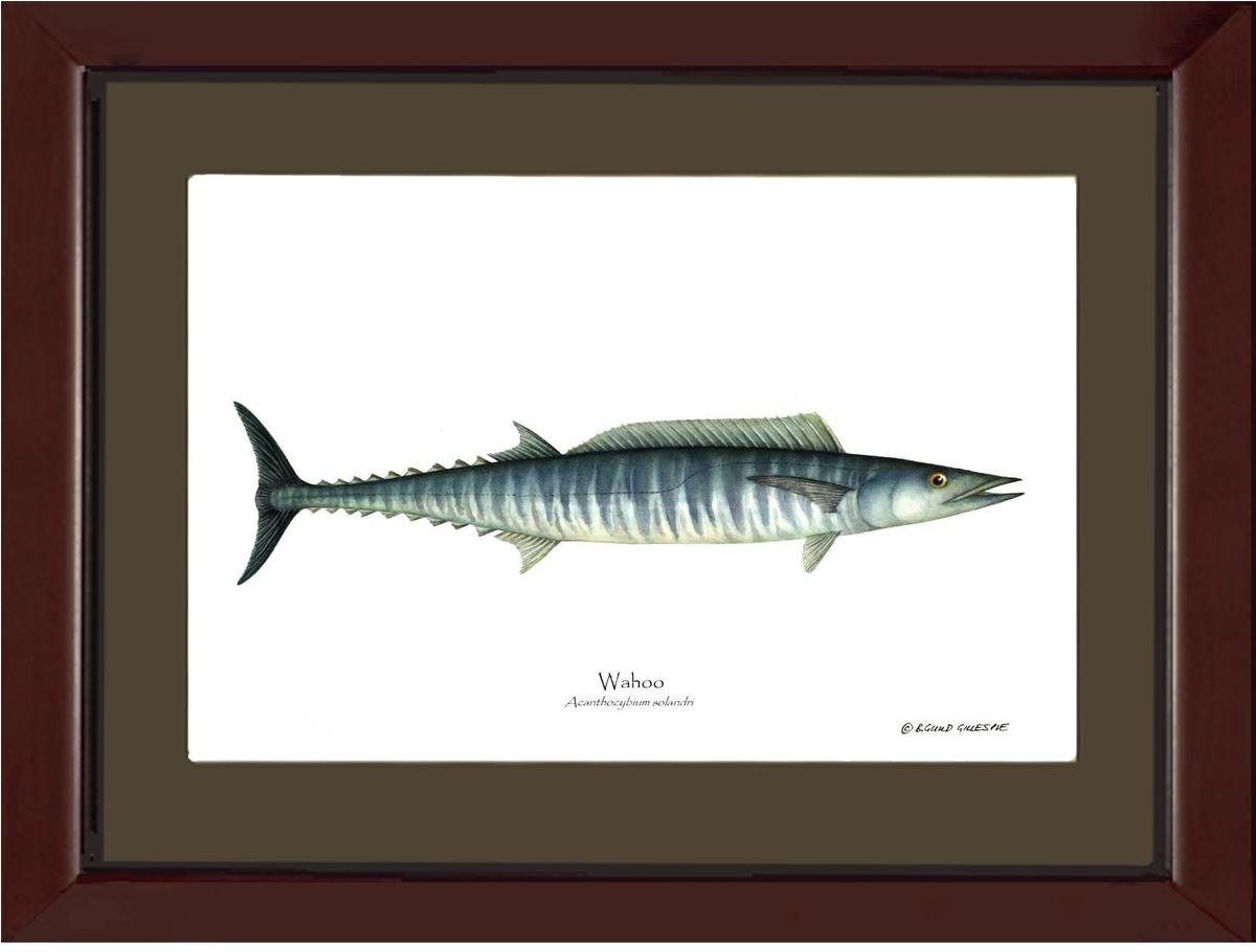 Wahoo Acanthocybium solandri | Wall Art Fish Print