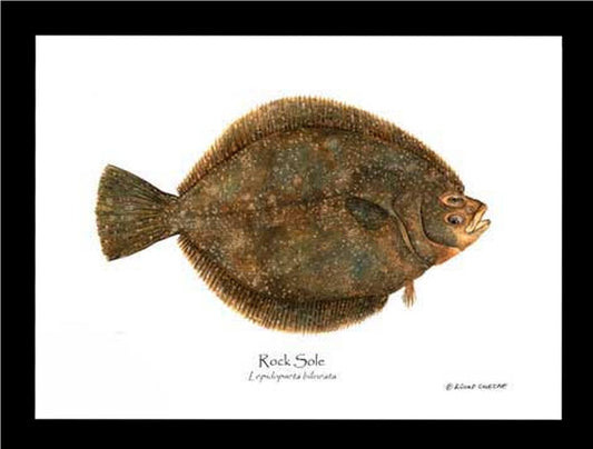 Rock Sole Lepidopsetta bilineata | Wall Art Fish Print