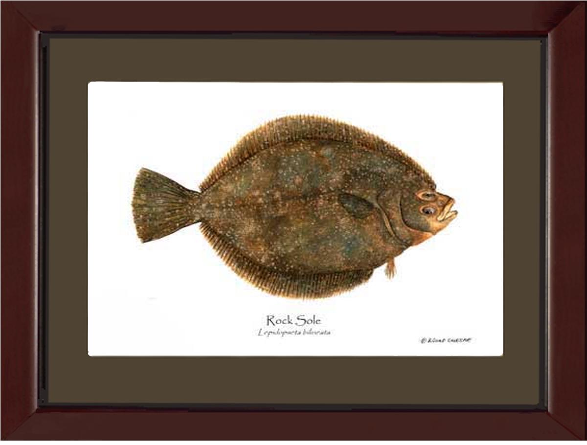 Rock Sole Lepidopsetta bilineata | Wall Art Fish Print