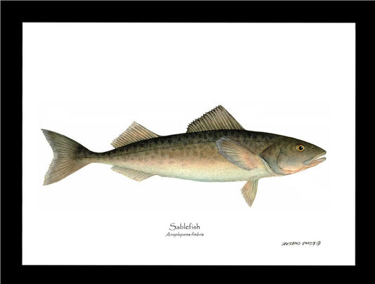 Sablefish Anoplopoma fimbria | Wall Art Fish Print