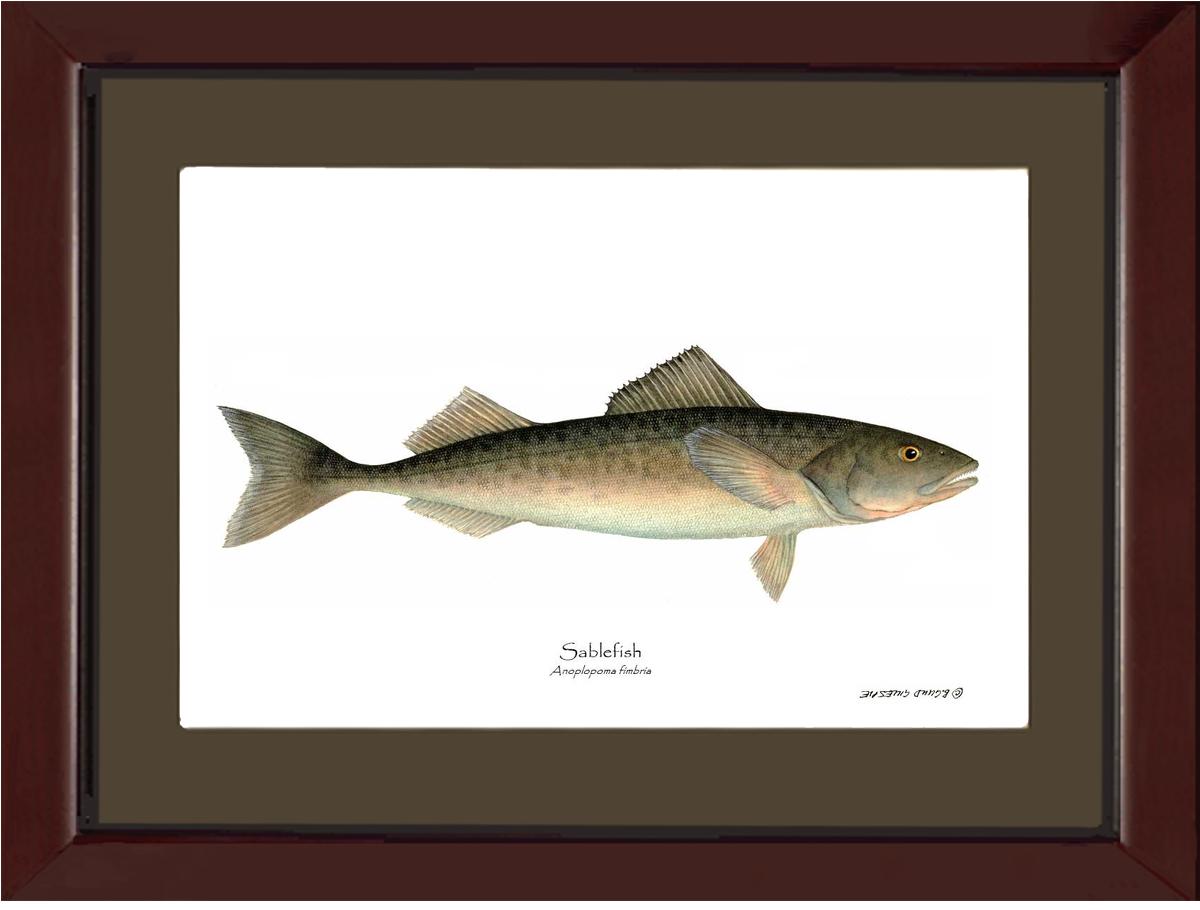 Sablefish Anoplopoma fimbria | Wall Art Fish Print