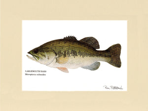Largemouth Bass - Charting Nature