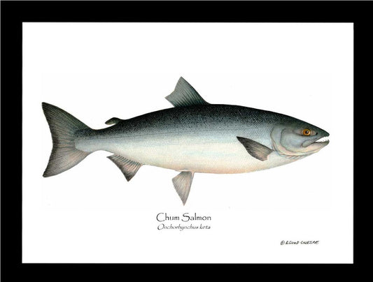 Chum Salmon Onchorhynchus keta | Wall Art Fish Print