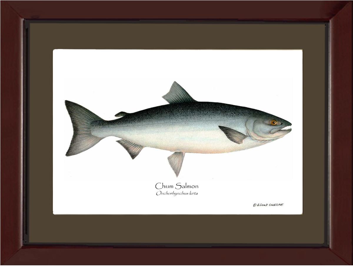 Chum Salmon Onchorhynchus keta | Wall Art Fish Print