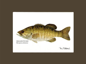 Smallmouth Bass - Charting Nature