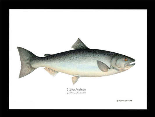 Coho Salmon Onchorhynchus kisutch | Wall Art Fish Print