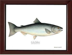 Coho Salmon Onchorhynchus kisutch