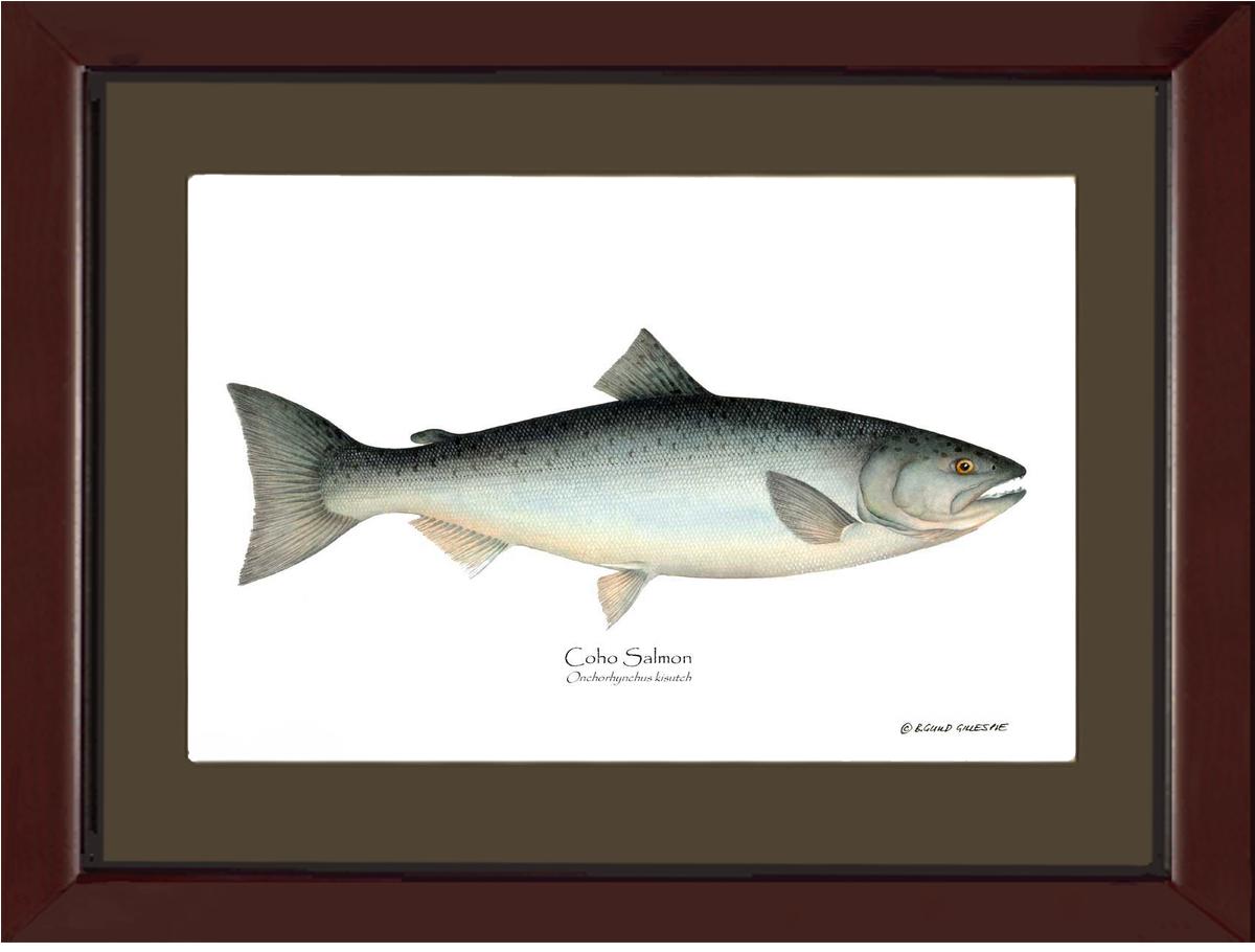 Coho Salmon Onchorhynchus kisutch | Wall Art Fish Print