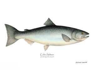 Fish Print: Coho Salmon Onchorhynchus kisutch