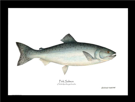 Pink Salmon Onchorhynchus gorbuscha | Wall Art Fish Print