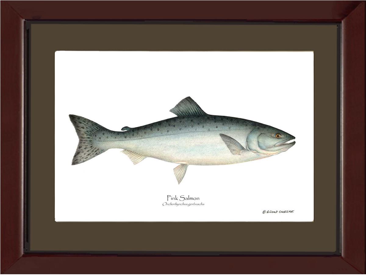 Pink Salmon Onchorhynchus gorbuscha | Wall Art Fish Print
