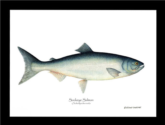 Sockeye Salmon Onchorhynchus nerka | Wall Art Fish Print