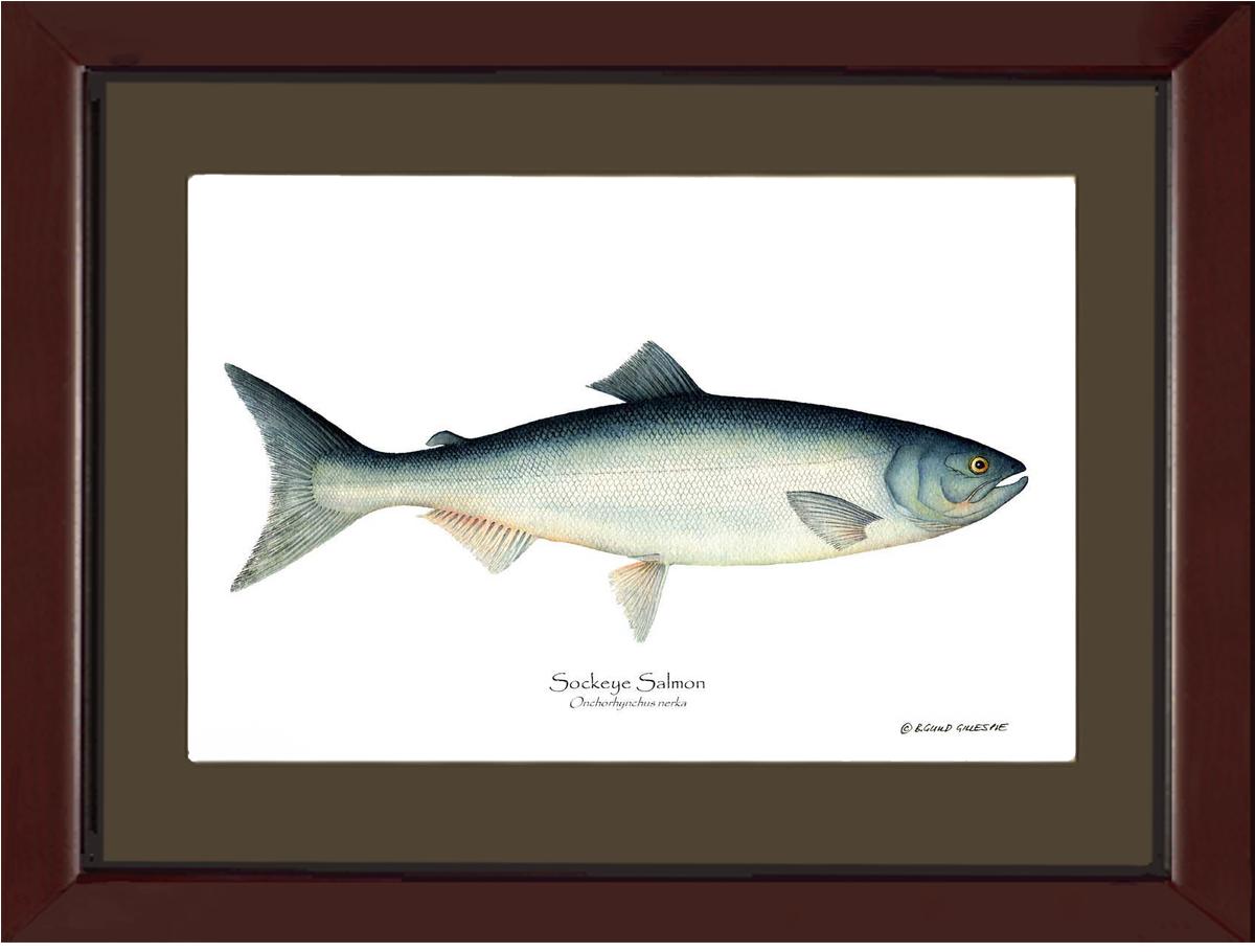 Sockeye Salmon Onchorhynchus nerka | Wall Art Fish Print