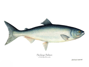 Fish Print: Sockeye Salmon Onchorhynchus nerka