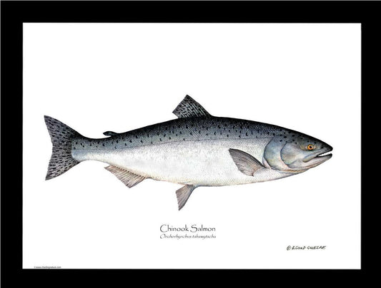 Chinook Salmon Onchorhynchus tshawytscha | Wall Art Fish Print