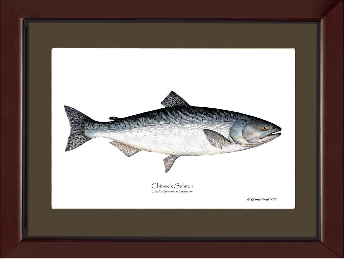 Chinook Salmon Onchorhynchus tshawytscha | Wall Art Fish Print
