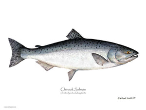 Fish Print: Chinook Salmon Onchorhynchus tshawytscha