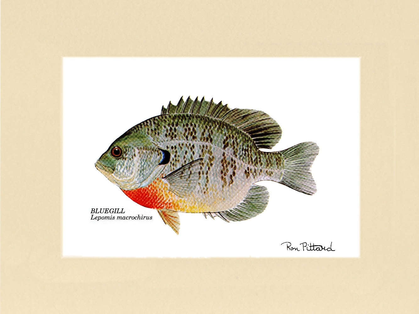 Bluegill Fish Art Print - Fishing Wall Art Decor – Charting Nature