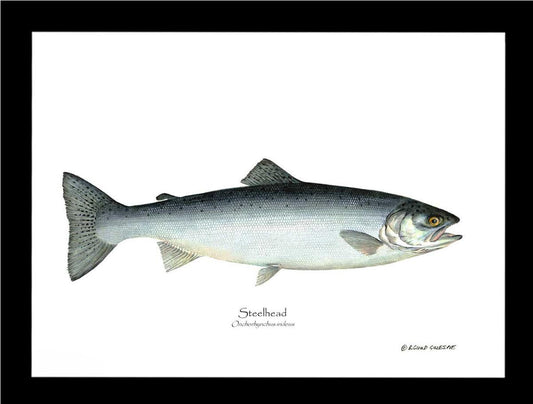 Steelhead Trout Onchorhynchus irideus | Wall Art Fish Print