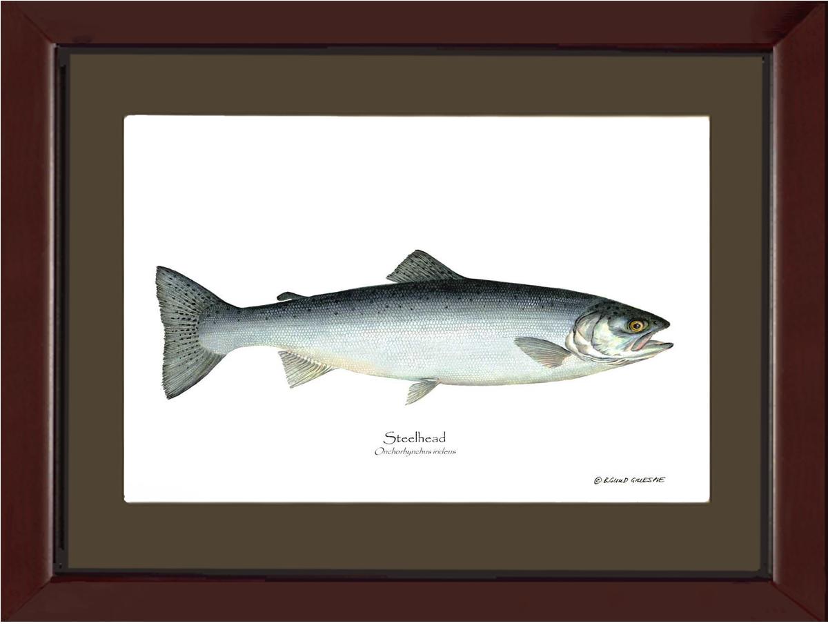 Steelhead Trout Onchorhynchus irideus | Wall Art Fish Print