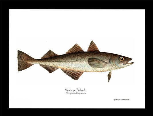Walleye Pollock Theragra chalchogrammus | Wall Art Fish Print