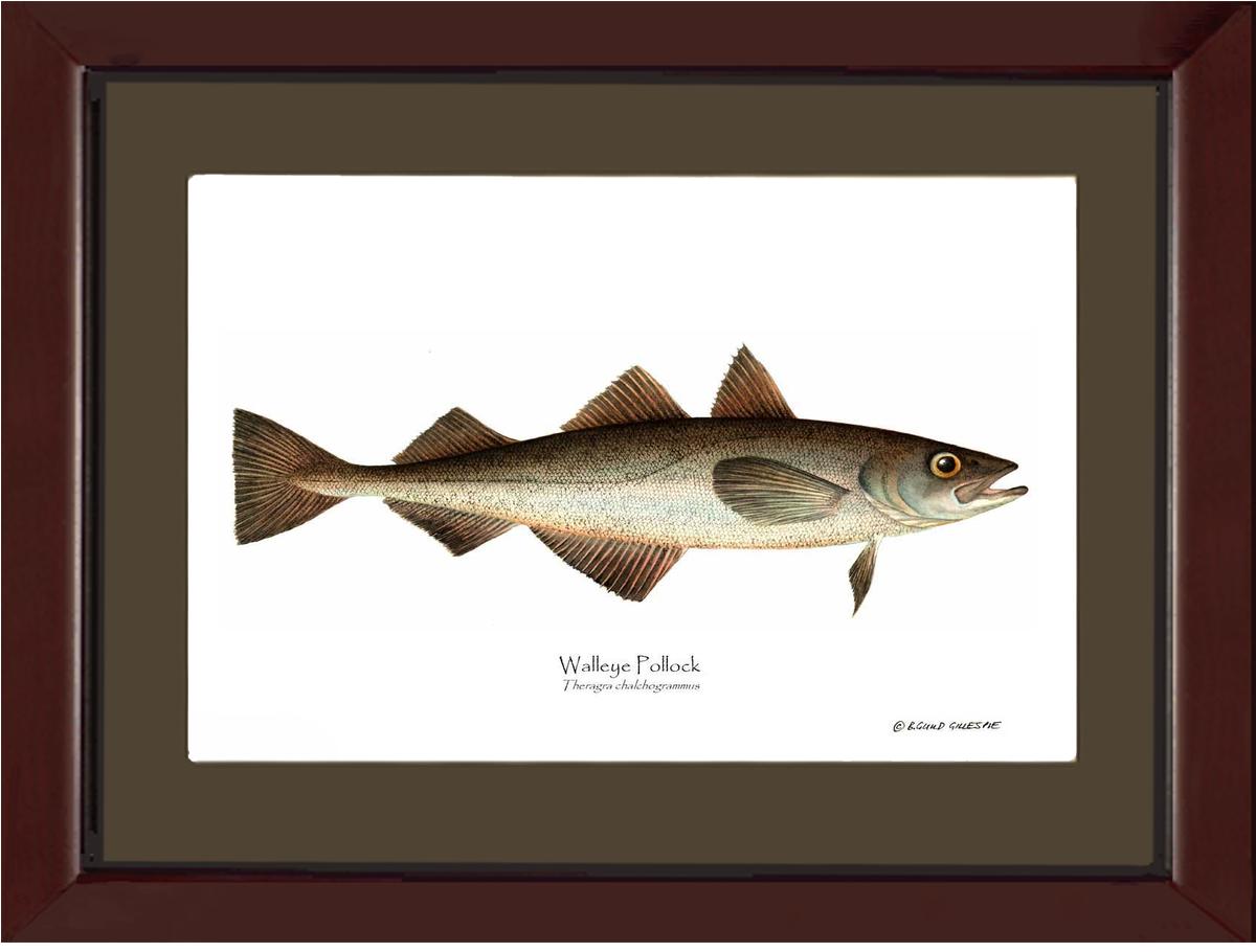 Walleye Pollock Theragra chalchogrammus | Wall Art Fish Print