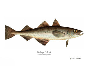 Fish Print: Walleye Pollock Theragra chalchogrammus